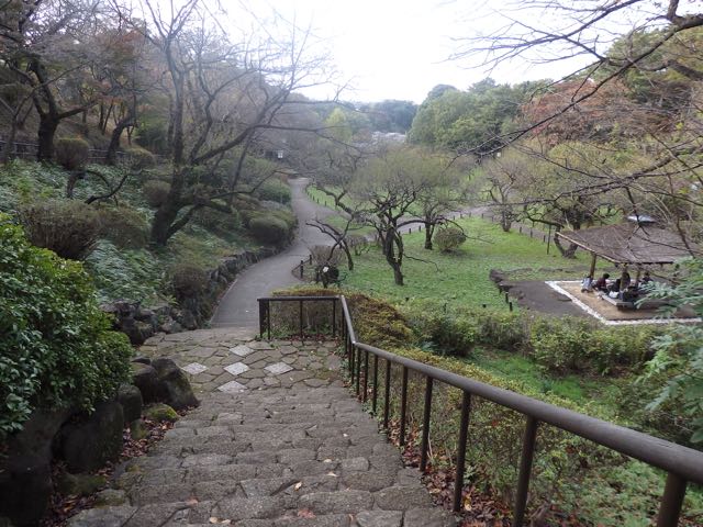 大倉山公園内の梅林